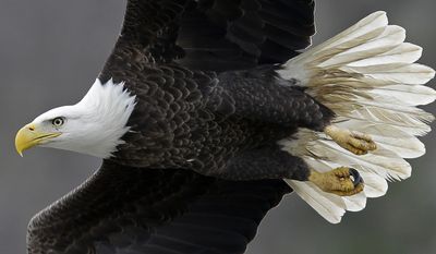 FILE - In this Jan. 28, 2016, file photo, a bald eagle soars over the Haw River below Jordan Lake in Moncure, N.C. The head of the U.S. Fish and Wildlife Service is stepping down after a 14-month tenure in which he proposed broad changes to rules governing protections for thousands of plant and animal species. Spokesman Gavin Shire said Thursday, Aug. 9, 2018, that Greg Sheehan will step down next week to return to his family and home in Utah. (AP Photo/Gerry Broome, File)