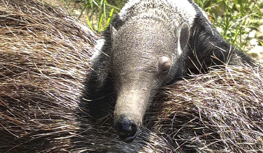 This August 2018 photo provided by the Beardsley Zoo shows a baby male giant anteater with his mother, born on July 30 at the zoo in Bridgeport, Conn. Female anteaters give birth to one offspring at a time and the baby rides on the mother's back for the first several months of life. (Linda Tomas/Beardsley Zoo via AP)