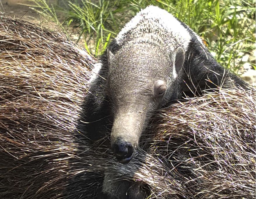 This August 2018 photo provided by the Beardsley Zoo shows a baby male giant anteater with his mother, born on July 30 at the zoo in Bridgeport, Conn. Female anteaters give birth to one offspring at a time and the baby rides on the mother's back for the first several months of life. (Linda Tomas/Beardsley Zoo via AP)
