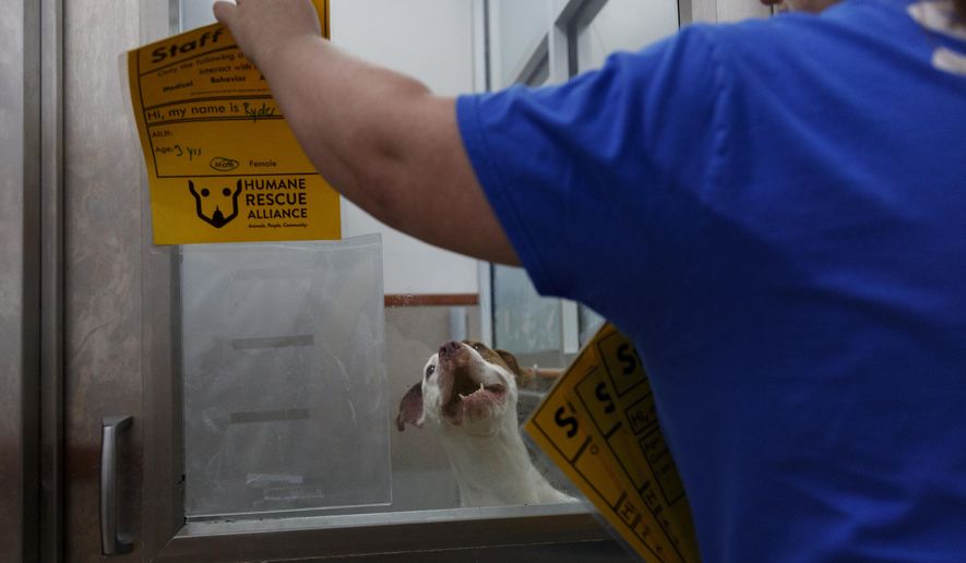 Ryder, a 3-year-old mixed breed dog looks out from an enclosure at Humane Rescue Alliance in Washington, Tuesday, Sept. 11, 2018. Ryder was one of as 26 cats and dogs that arrived in Washington from Norfolk Animal Care and Control of Norfolk, Va., in advance of Hurricane Florence. (AP Photo/Carolyn Kaster) ** FILE **