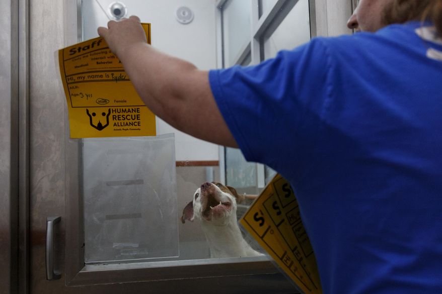 Ryder, a 3-year-old mixed breed dog looks out from an enclosure at Humane Rescue Alliance in Washington, Tuesday, Sept. 11, 2018. Ryder was one of as 26 cats and dogs that arrived in Washington from Norfolk Animal Care and Control of Norfolk, Va., in advance of Hurricane Florence. (AP Photo/Carolyn Kaster) ** FILE **