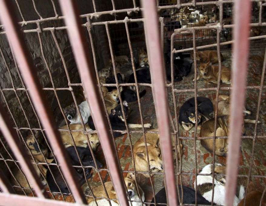FIEL - In this Oct. 3, 2011, file photo, dogs are kept in a cage of a wholesale supplier of live dogs, one of the biggest in town, in Hanoi, Vietnam. Authorities in Vietnam's capital on Tuesday, Sept. 11, 2018, are urging residents to stop eating dog meat because it hurts the city's image and improper raising of the animals could spread rabies. (AP Photo/Na Son Nguyen, File)