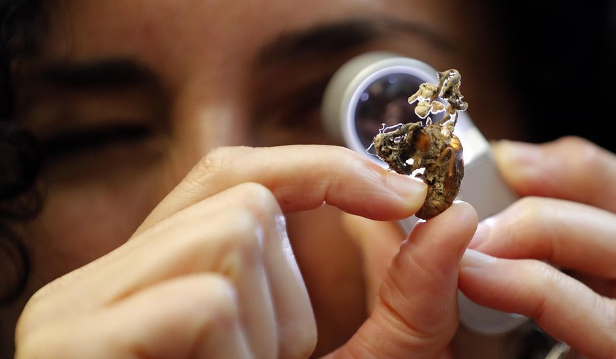 Scientist Ester Gaya examines the fungus Isaria sinclairii on an insect also known as a zombie fungus at Kew Gardens' fungarium in London, Tuesday, Sept. 11, 2018. The release Wednesday of the scientists at the renowned Royal Botanic Gardens at Kew “State of the World’s Fungi” report, is touted as the first ever global look at the way fungi help provide food, medicine, plant nutrition, lifesaving drugs _ and can also spread death and destruction at an alarming pace. (AP Photo/Frank Augstein)