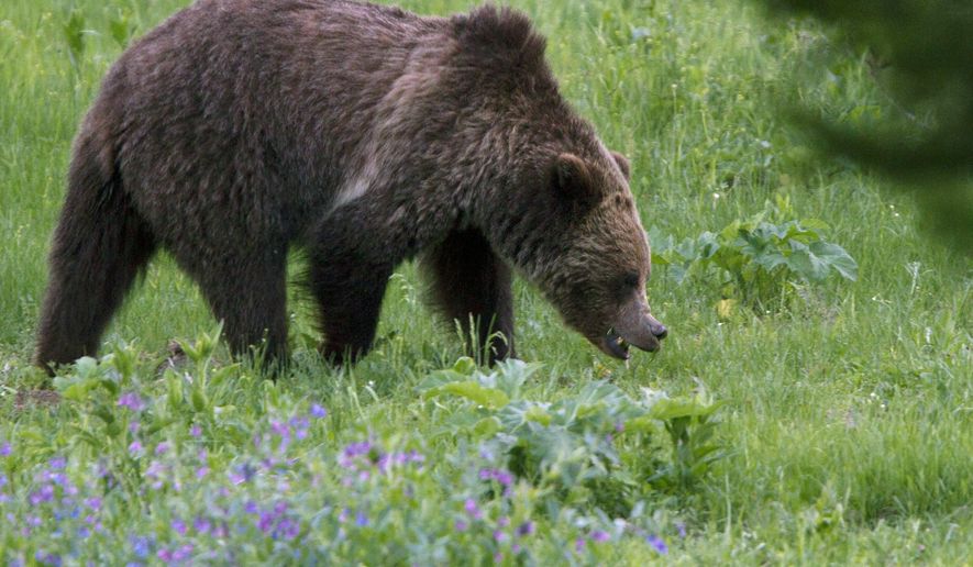 FILE - In this July 6, 2011 file photo, a grizzly bear roams near Beaver Lake in Yellowstone National Park. Opponents of grizzly bear hunts planned in Wyoming and Idaho are asking a judge to further delay hunting while he considers a request to restore federal protections for the animals. (AP Photo/Jim Urquhart, File)
