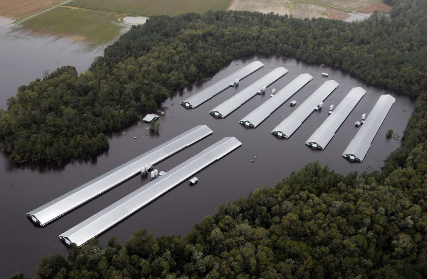 Chicken farm buildings are inundated with floodwater from Hurricane Florence near Trenton, N.C., Sunday, Sept. 16, 2018. (AP Photo/Steve Helber)