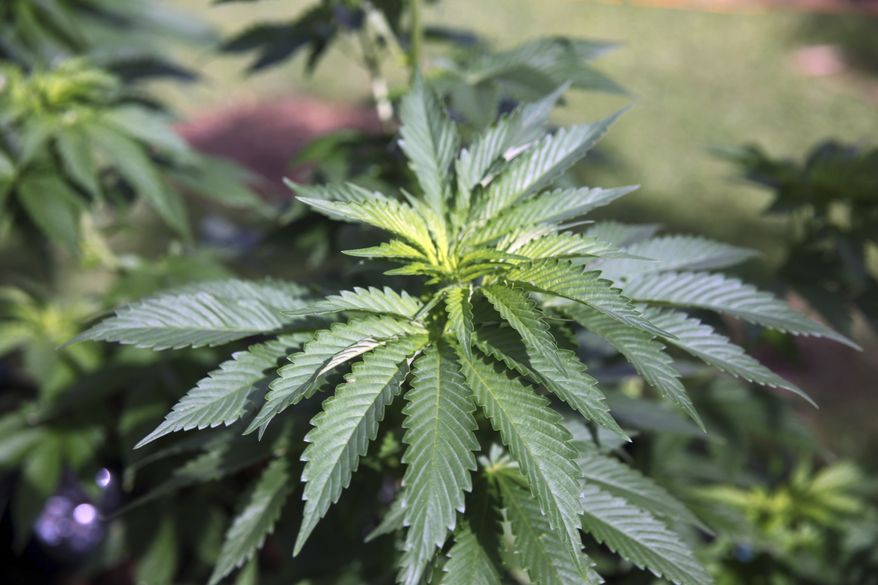 In this Feb. 17, 2016 file photo, marijuana plants grow at a home in Honolulu. (AP Photo/Marina Riker, File)