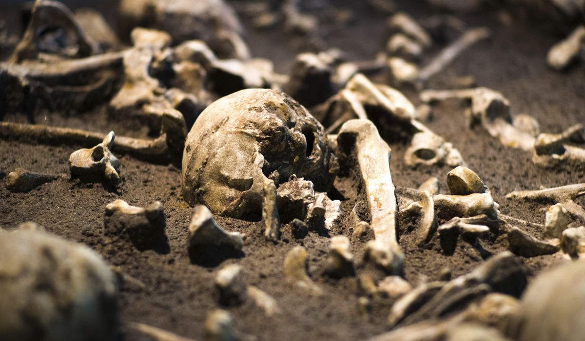NextImg:Millennia-old Egyptian skull shows signs of surgical treatment for cancer