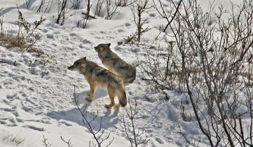 This 2017 photo provided by biologist Rolf Peterson of Michigan Technological University shows the last two surviving wolves at Isle Royale National Park in Michigan. The National Park Service plans to relocate additional wolves to the Lake Superior park in coming years to rebuild the predator species&#x27; depleted population. (Rolf Peterson/Michigan Technological University via AP)