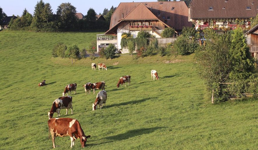 FILE - In this Aug. 23, 2011, file photo, dairy cows graze on grass in the Emmental region of Switzerland. Swiss voters are deciding on two separate proposals aimed to protect Swiss farmers more and ensure that food from both domestic and foreign farmers and producers is healthier, more environmentally sound and animal-friendly. (AP Photo/Mark D. Carlson, File)