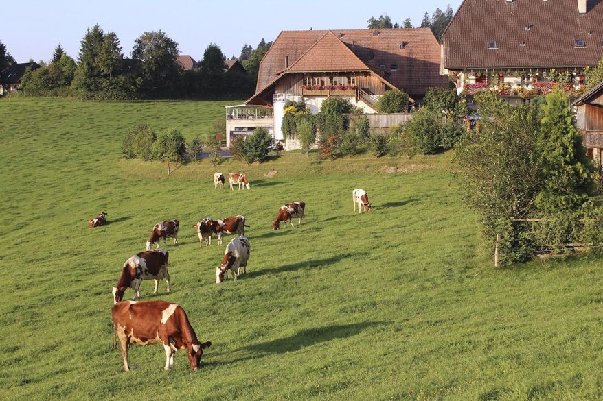 FILE - In this Aug. 23, 2011, file photo, dairy cows graze on grass in the Emmental region of Switzerland. Swiss voters are deciding on two separate proposals aimed to protect Swiss farmers more and ensure that food from both domestic and foreign farmers and producers is healthier, more environmentally sound and animal-friendly. (AP Photo/Mark D. Carlson, File)