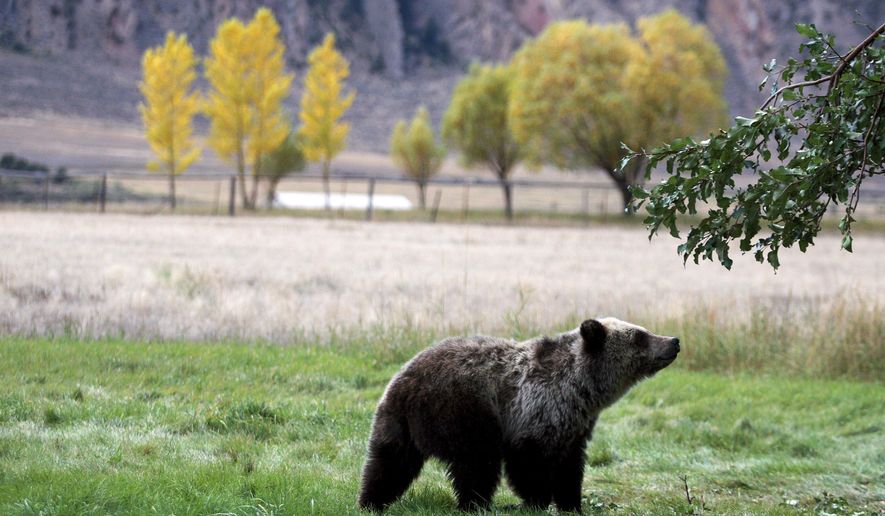 FILE - In this Sept. 25, 2013, file photo, a grizzly bear cub searches for fallen fruit beneath an apple tree a few miles from the north entrance to Yellowstone National Park in Gardiner, Mont. On Monday, Sept. 24, 2018, a federal judge restored federal protections to grizzly bears in the Northern Rocky Mountains and blocked the first hunts planned for the animals in the Lower 48 states in almost three decades. (Alan Rogers/The Casper Star-Tribune via AP, File)