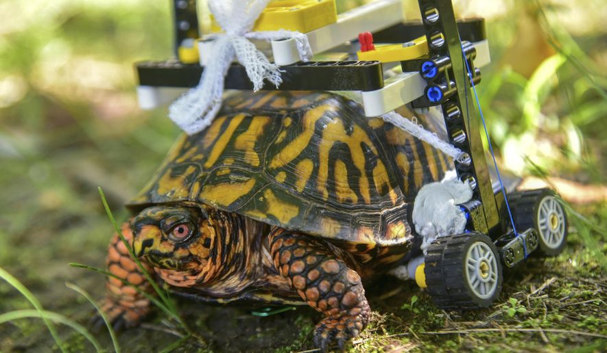 In this Sept. 6, 2018 photo provided by the Maryland Zoo, a wild turtle with a broken shell gets around on a wheelchair made of Legos while on the mend at the zoo in Baltimore. News outlets reported that veterinarians had performed surgery on the grapefruit-sized eastern box turtle found in July with fractures to the underside of his shell. (Sinclair Miller/The Maryland Zoo via AP)