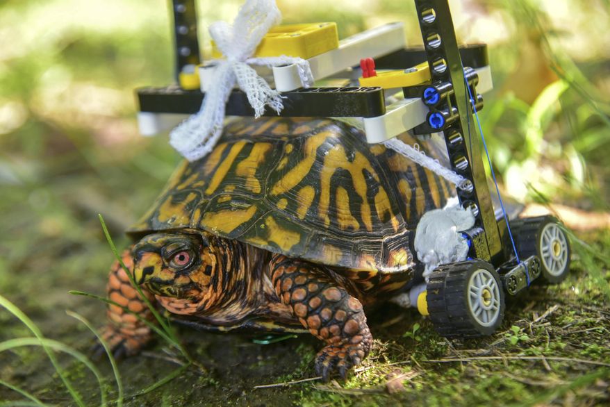 In this Sept. 6, 2018 photo provided by the Maryland Zoo, a wild turtle with a broken shell gets around on a wheelchair made of Legos while on the mend at the zoo in Baltimore. News outlets reported that veterinarians had performed surgery on the grapefruit-sized eastern box turtle found in July with fractures to the underside of his shell. (Sinclair Miller/The Maryland Zoo via AP)