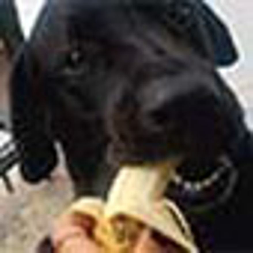 Veterinarian: Add This One Thing To Your Dog's Food To Help Them Be Healthier (sponsored thumbnail)