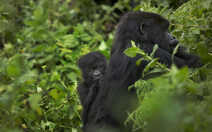 FILE - In this Friday, Sept. 4, 2015 file photo, a baby mountain gorilla from the family of mountain gorillas named Amahoro, which means "peace" in the Rwandan language, clings to the back of its mother as she forages for food in the dense forest on the slopes of Mount Bisoke volcano in Volcanoes National Park, northern Rwanda. Gorilla tourism is an important income source for Rwanda, but a May 2017 doubling of safari permit fees meant a steep decline in visitors, so now fees have been reduced by 30 percent for the low season starting Nov. 2018 in the hope that visitors will return to the mountains. (AP Photo/Ben Curtis, File)