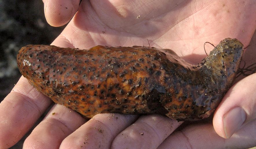FILE - This Dec. 30, 2005, file photo shows a sea cucumber in California. The owner of a Washington seafood company has been sentenced to three years in prison for overharvesting sea cucumbers in the Puget Sound in Wash. U.S. Attorney Annette Hayes said Friday, Sept. 28, 2018, 62-year-old Hoon Namkoong's actions damaged the health of ecological health of the Puget Sound and will impact sea cucumber numbers for years to come. Namkoong's company, Orient Seafood Production, sold the harvest in Asia and the U.S. (Sean Hiller/The Orange County Register via AP, File)/The Orange County Register via AP)