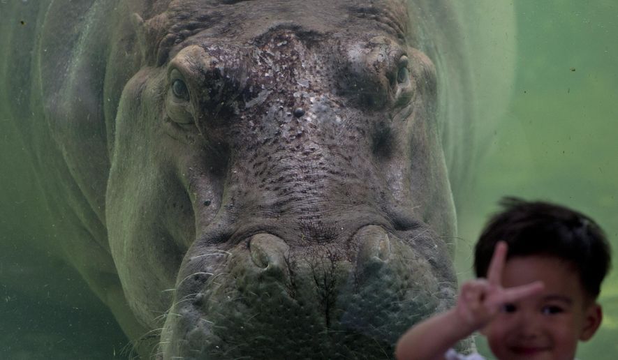In this Thursday, Sept. 20, 2018 photo a child poses for a picture standing next to female hippopotamus named Mali at the Dusit Zoo in Bangkok, Thailand. Mali has given birth to 14 offspring and is the oldest hippo in Thailand. During the hot summer days, she naps most the time in her enclosure from which she is separated from visitors by tempered see-through glass.(AP Photo/Gemunu Amarasinghe)