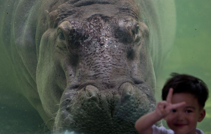In this Thursday, Sept. 20, 2018 photo a child poses for a picture standing next to female hippopotamus named Mali at the Dusit Zoo in Bangkok, Thailand. Mali has given birth to 14 offspring and is the oldest hippo in Thailand. During the hot summer days, she naps most the time in her enclosure from which she is separated from visitors by tempered see-through glass.(AP Photo/Gemunu Amarasinghe)