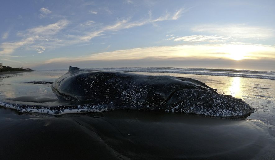 In this Sept. 29, 2018 handout photo released by Mundo Marino Foundation, a humpback whale lies stranded on the coast of Mar del Tuyu, Argentina. The cetacean returned to the sea Monday after a successful rescue operation that lasted 28 hours. (Mundo Marino via AP)