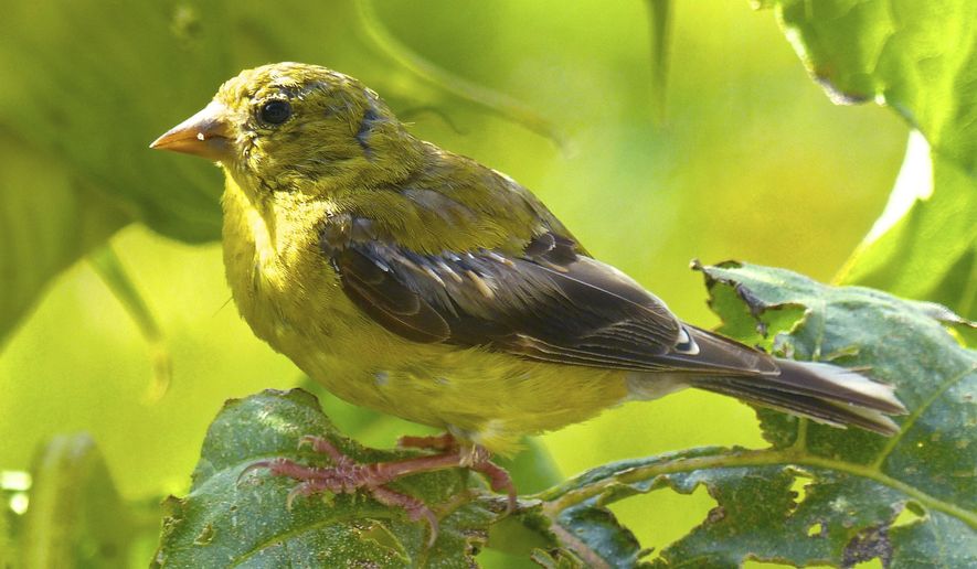This Aug. 21, 2015 photo shows a Goldfinch searching for insects on a tall plant in a Langley, Wash., garden. Native plants should be the primary element in any Birdscaping project since they provide such a large food supply — especially insects that have co-evolved with them. (Dean Fosdick via AP)