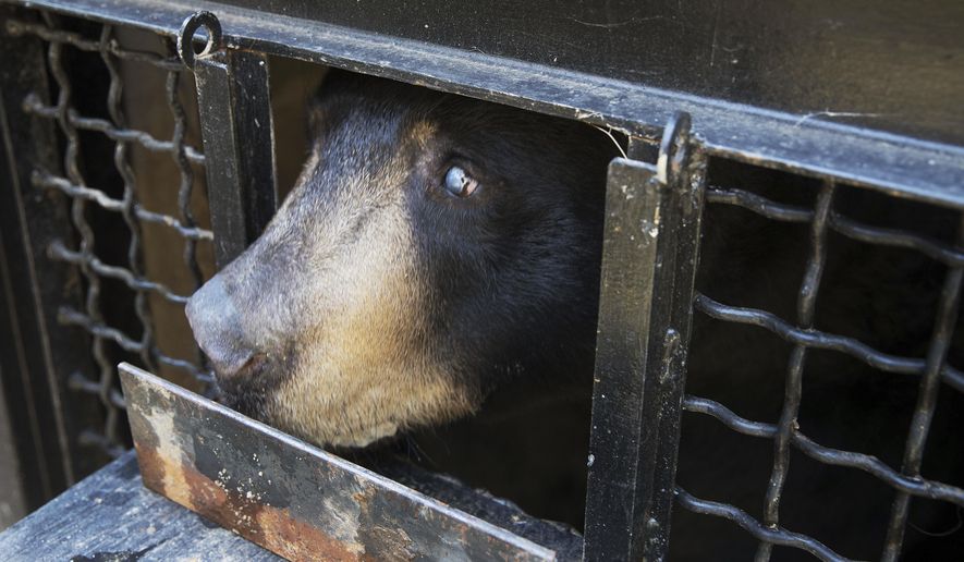 Starsky, a blind black bear, pokes his head out of his enclosure during training at the Lee G. Simmons Conservation Park & Wildlife Safari Wednesday, September 26, 2018, in Ashland, Neb. (Ryan Soderlin/Omaha World-Herald via AP)