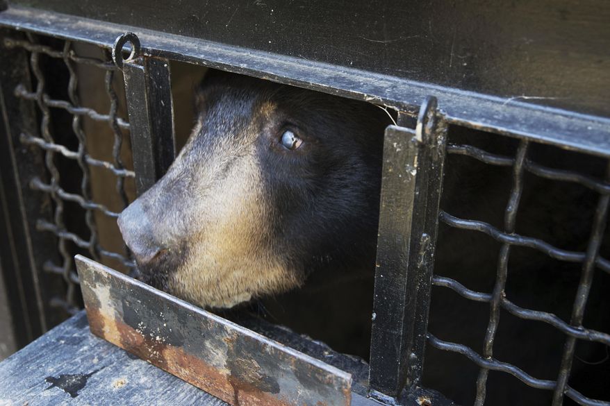 Starsky, a blind black bear, pokes his head out of his enclosure during training at the Lee G. Simmons Conservation Park & Wildlife Safari Wednesday, September 26, 2018, in Ashland, Neb. (Ryan Soderlin/Omaha World-Herald via AP)