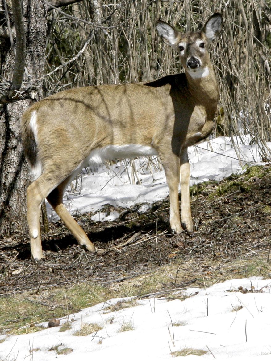 FILE -- In this March 28, 2007, file photo a deer looks up from grazing under a tree, in Sharon, Vt. Deer biologists across northern New England are dusting off their plans for dealing with a fatal disease that has been spreading across North America for a half-century and was recently discovered again on a Canadian game farm. (AP Photo/Toby Talbot, File)