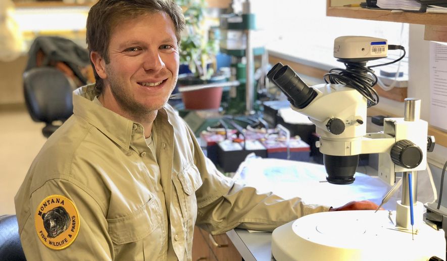 In this Sept. 25, 2018 photo provided by Montana Fish, Wildlife and Parks, Sam Bourret, a fisheries biologist with Montana Fish, Wildlife and Parks fisheries, works at the agency's fisheries lab in Kalispell, Mont. Bourret's research in identifying the source of illegally introduced fish will be featured in the November edition of a Canadian aquatic sciences journal. Bourret determined walleye illegally introduced in Swan Lake had come from Lake Helena based by matching the chemical tracers in the inner ear bones of the fish to the chemistry of Lake Helena. (Montana Fish, Wildlife and Parks via AP)