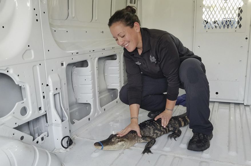 This Monday, Oct. 8, 2018, photo provided by the City of Waukegan, Ill., shows Nicole Garza, an animal control officer for Waukegan police, holding down a 4-foot alligator in a van outside city hall after animal control workers helped capture it from Lake Michigan. The alligator, whose mouth was taped shut, was spotted by a kayaker fishing for salmon off the Waukegan shore. It was taken to the Wildlife Discovery Center in nearby Lake Forest. Animal control officers have started an investigation to determine who dumped the alligator into the water. (David Motley/City of Waukegan via AP)