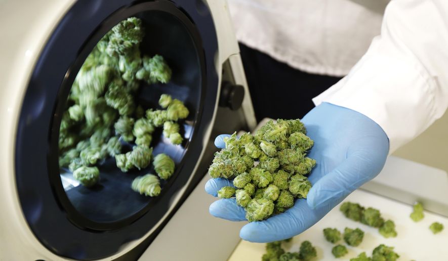 In this Sept. 25, 2018 photo, Devin Melnyk, a long-time marijuana grower and a consultant with Pure Sunfarms, holds trimmed marijuana as it comes out of a high-volume cannabis trimming machine at a massive tomato greenhouse being renovated to grow pot in Delta, British Columbia. On Oct. 17, 2018, Canada will become the second and largest country with a legal national marijuana marketplace. (AP Photo/Ted S. Warren)