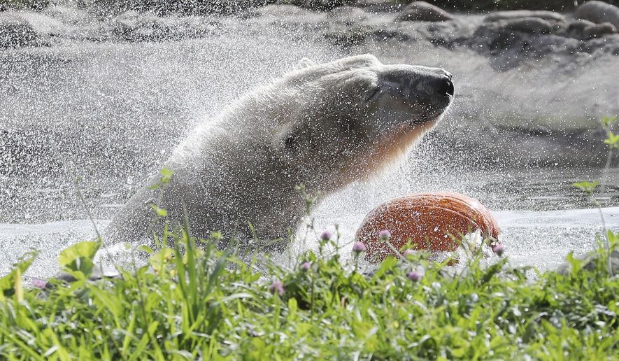 A polar bear shakes off as she holds a pumpkin at the Detroit Zoo, Wednesday, Oct. 10, 2018, in Royal Oak, Mich. Each year in October as Halloween approaches, some of the animals receive pumpkins filled with treats to eat during the zoo's annual Smashing Pumpkins event. The enrichment items are hidden through out the animals' habitats or prepared and placed in a manner to stimulate natural behaviors. (AP Photo/Carlos Osorio)