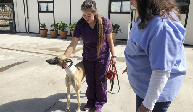 In this Wednesday, Oct. 10, 2018, photo, manager Karen Stalk watches as a worker returns a greyhound after donating blood at Hemopet canine blood bank in Garden Grove, Calif. The organization said the dogs are walked at least five times daily and given outdoor recreation time. The animal rights group People for the Ethical Treatment of Animals (PETA) has filed a complaint alleging mistreatment of dogs at Hemopet, one of the nation&#x27;s largest canine blood banks, a claim the nonprofit organization that runs the Southern California facility for retired racing greyhounds adamantly rejects. Hemopet said the dogs are well-cared for and provide a vital service that saves pets&#x27; lives. (AP Photo/Amy Taxin)