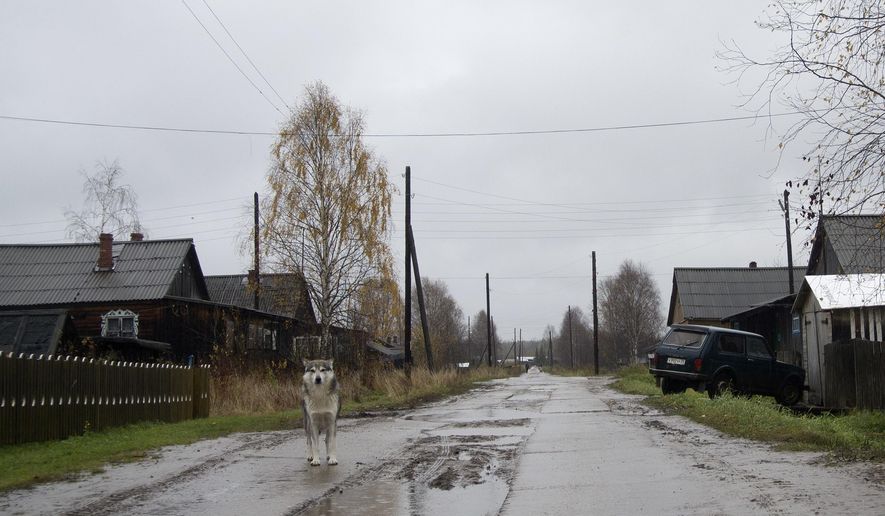 A dog walks on the street in the village of Loyga, northern Russia, Wednesday Oct. 10, 2018. The career trajectories of suspected Russian military intelligence agents suggest how important the military are for ambitious young men determined to escape the gloom and poverty of rural Russia, like Loyga where suspected GRU agent Alexander Mishkin grew up. (AP Photo/Nataliya Vasilyeva)