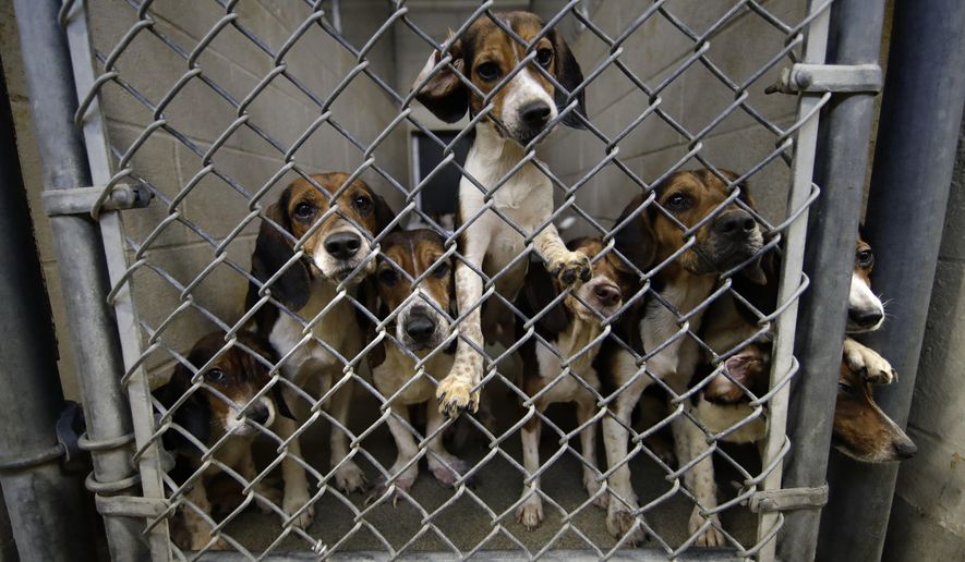 FILE - In this Oct. 8, 2018 file photo, rescued beagles peer out from their kennel at the The Lehigh County Humane Society in Allentown, Pa. The tale of the beagles rescued from a hoarding situation in Pennsylvania led to an outpouring of donations for an overwhelmed shelter housing the dogs. (AP Photo/Matt Rourke, File)