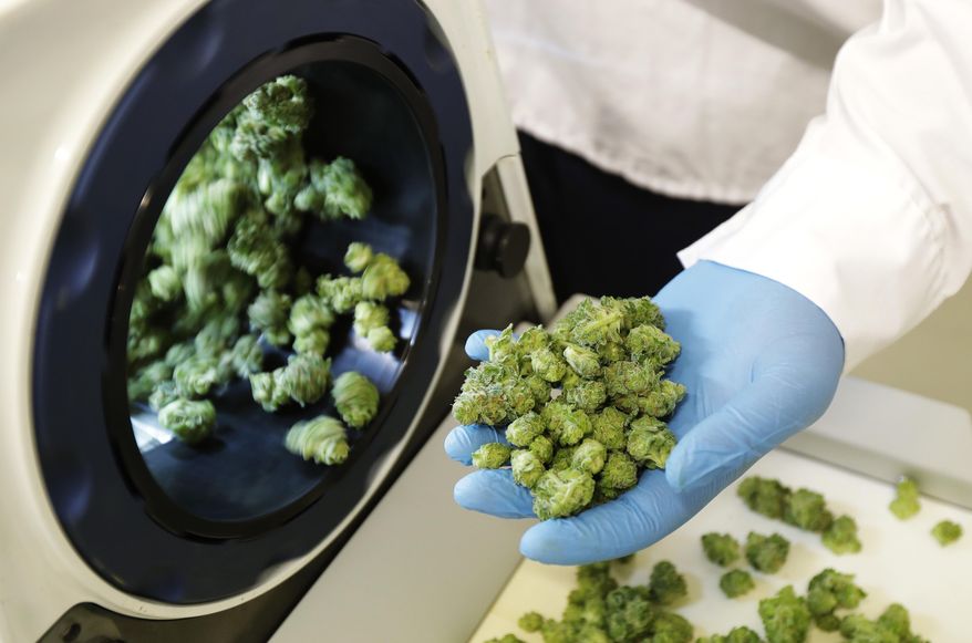 In this Sept. 25, 2018, file photo, Devin Melnyk, a long-time marijuana grower and a consultant with Pure Sunfarms, holds trimmed marijuana as it comes out of a high-volume cannabis trimming machine at a massive tomato greenhouse being renovated to grow pot in Delta, British Columbia. (AP Photo/Ted S. Warren, File)