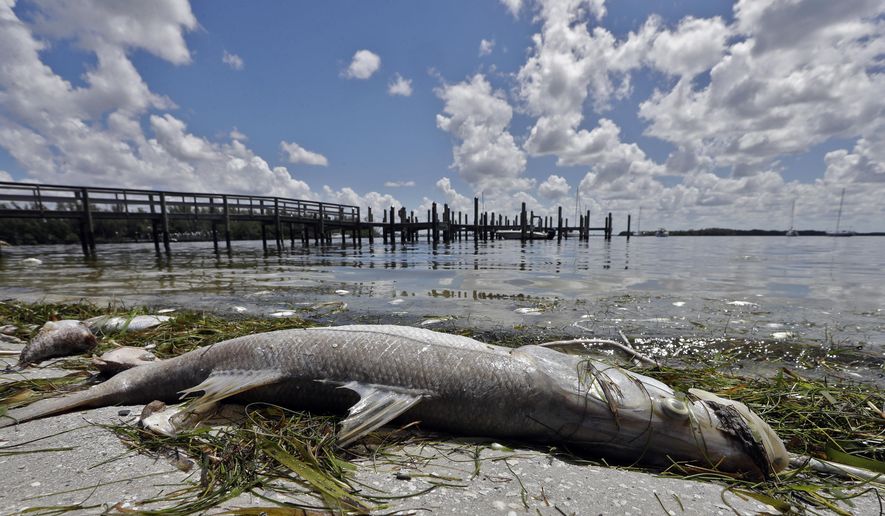 FILE - In this Aug. 6, 2018, file photo, a dead snook lies along the water's edge in Bradenton Beach, Fla. Experts say Hurricane Michael failed to break up a patchy and toxic algae bloom in the Gulf of Mexico off Florida. That means the red tide could continue to cause problems in the weeks ahead.(AP Photo/Chris O'Meara, File)