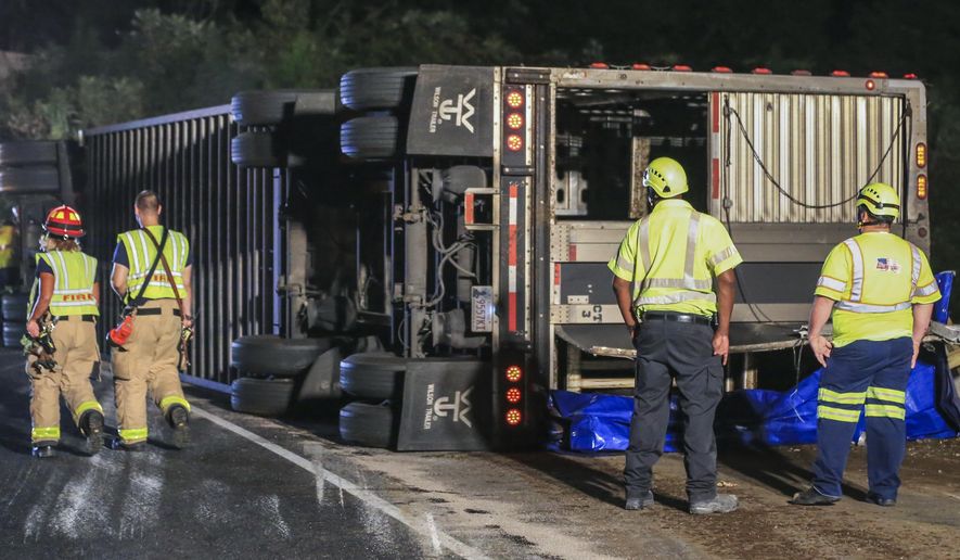 FILE - In this Oct. 1, 2018, file photo, officials in Georgia works at the scene where dozens of cows escaped when a tractor-trailer transporting them overturned on a busy junction north of Atlanta. Officials say a cow who managed to hoof it for two weeks on the lam after the tractor-trailer overturned on a busy interstate junction north of Atlanta has been caught. (John Spink /Atlanta Journal-Constitution via AP, File)