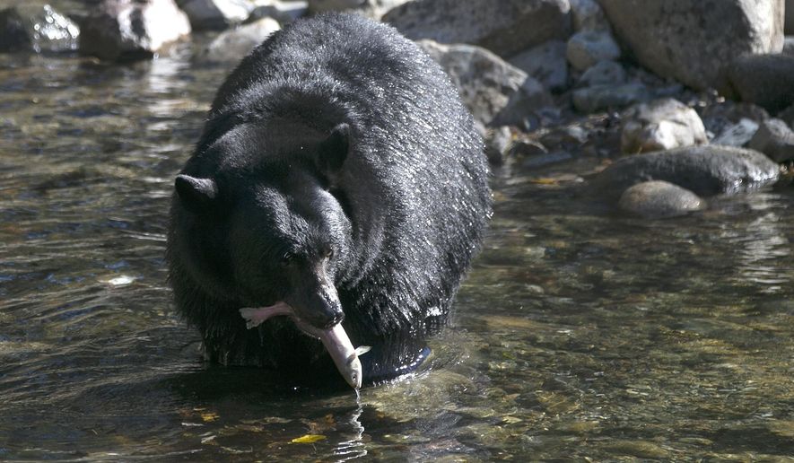 File - In this Oct. 24, 2017, file photo, a Black Bear eats a Kokanee salmon it caught in the Taylor Creek in South Lake Tahoe, Calif. A judge has issued a temporary protective order to keep a Lake Tahoe activist Carolyn Stark away from state bear biologist Heather Reich, who says Stark stalked her during a long-running dispute over the capture of nuisance bears. (AP Photo/Rich Pedroncelli, File)
