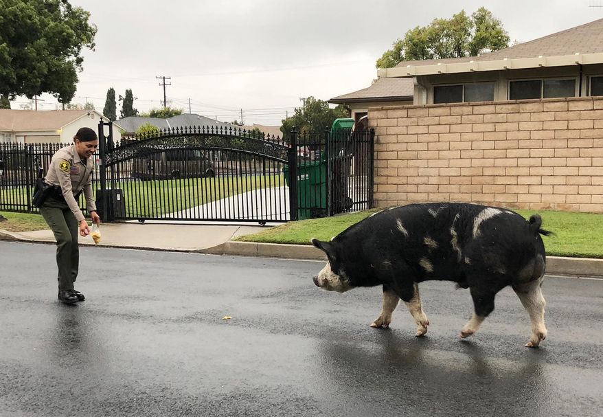 In this Oct. 13, 2018 photo, provided by the San Bernardino County Sheriff’s Department, an officer uses Doritos to lure a pig back home in Highland, Calif. The pig was running around a neighborhood when the sheriff's office received the call. (San Bernardino County Sheriff’s Department via AP)