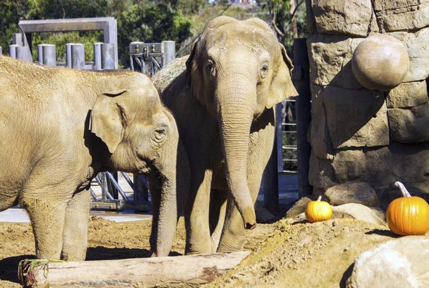 This undated photo provided by the Santa Barbara Zoo shows Asian elephant Sujatha, right, at the Santa Barbara Zoo in Santa Barbara, Calif. The zoo says it had to euthanize Sujatha who is one of its most beloved and oldest residents. Sujatha was euthanized Tuesday, Oct. 16, 2018, surrounded by her caretakers. (Santa Barbara Zoo via AP)