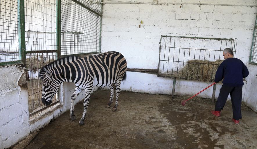 A worker cleans the cage of a zebra at Safari Zoo Park in Mbrostar, about 100 kilometers (60 miles) south of Tirana, Thursday, Oct. 18, 2018. Albanian authorities have temporarily blocked the operation of the private zoo park, after the malnourishment of some lions and zebras. (AP Photo/Hektor Pustina)