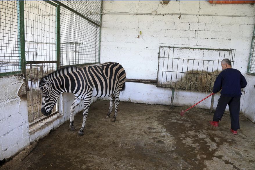A worker cleans the cage of a zebra at Safari Zoo Park in Mbrostar, about 100 kilometers (60 miles) south of Tirana, Thursday, Oct. 18, 2018. Albanian authorities have temporarily blocked the operation of the private zoo park, after the malnourishment of some lions and zebras. (AP Photo/Hektor Pustina)