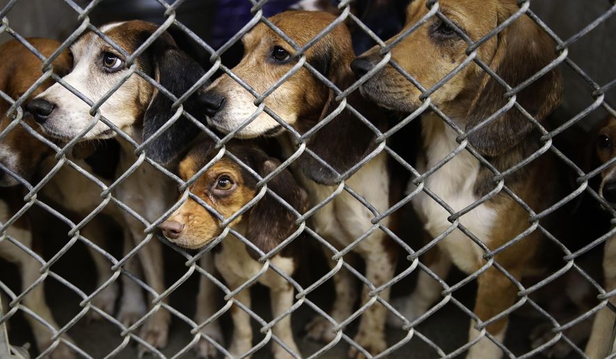 In this Oct. 8, 2018, file photo, rescued beagles peers out from their kennel at the The Lehigh County Humane Society in Allentown, Pa. The Lehigh County Humane Society started accepting adoption applications Thursday, Oct. 19, after receiving thousands of inquiries. The dogs were rescued this month from a home outside Allentown where a woman had been breeding them without a license before she died last month. (AP Photo/Matt Rourke, File)