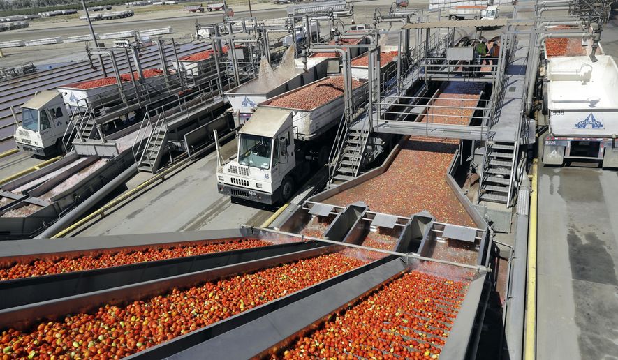 This Monday Sept, 17, 2018 photo shows tomatoes going through a washing process at the Los Gatos Tomato Products plant in Huron, Calif. Stuart Woolf, the owner of the plant, is concerned about the impact of his operations on small communities, though he sees it more as an issue of diminishing water supplies because of drought and policies protecting threatened fish species. Woolf said he employs about 450 locals, mostly full-timers, noting that whatever criticisms there may be about the work, &amp;quot;it&#39;s better than not having a farm job.&amp;quot; (AP Photo/Marcio Jose Sanchez)