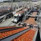This Monday Sept, 17, 2018 photo shows tomatoes going through a washing process at the Los Gatos Tomato Products plant in Huron, Calif. Stuart Woolf, the owner of the plant, is concerned about the impact of his operations on small communities, though he sees it more as an issue of diminishing water supplies because of drought and policies protecting threatened fish species. Woolf said he employs about 450 locals, mostly full-timers, noting that whatever criticisms there may be about the work, &amp;quot;it&#39;s better than not having a farm job.&amp;quot; (AP Photo/Marcio Jose Sanchez)