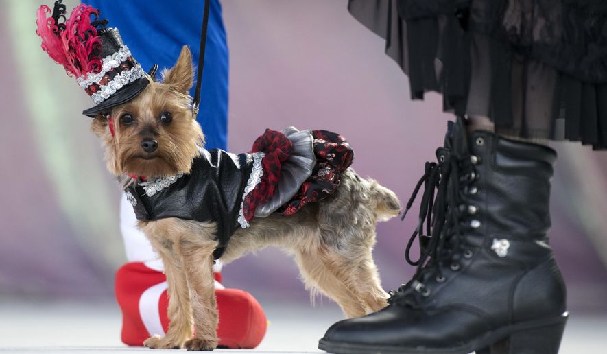 In this Oct. 24, 2018, photo provided by the Florida Keys News Bureau, Gigi, the Yorkshire terrier, struts her steam punk attire during the Fantasy Fest Pet Masquerade in Key West, Fla. The competition was a facet of events during the island city's 10-day Fantasy Fest costuming and masking celebration. (Rob O'Neal/Florida Keys News Bureau via AP)