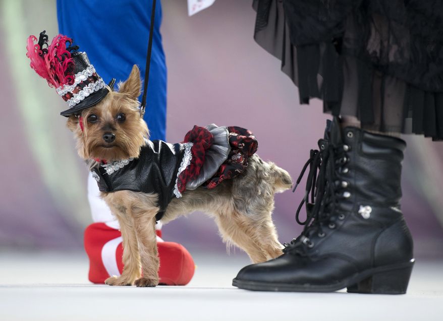 In this Oct. 24, 2018, photo provided by the Florida Keys News Bureau, Gigi, the Yorkshire terrier, struts her steam punk attire during the Fantasy Fest Pet Masquerade in Key West, Fla. The competition was a facet of events during the island city's 10-day Fantasy Fest costuming and masking celebration. (Rob O'Neal/Florida Keys News Bureau via AP)