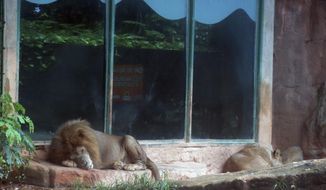 FILE - In this July 7, 2017 file photo, two lions sleep on a rainy day inside their enclosure at the Dr. Juan A. Rivero Zoo in Mayaguez, Puerto Rico. Animal rights activists are demanding that Puerto Rico permanently close its only zoo following reports of deaths and improper care. Attorney Cristina Stella said Friday, Oct. 26, 2018, that officials are violating the Animal Welfare Act and the Endangered Species Act.(AP Photo/Danica Coto, File)
