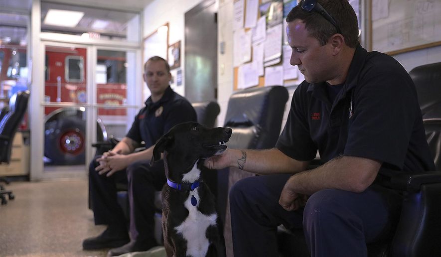 Cody Jenne and Will Meskenas of Fire Station 20 in Longview Heights were among the first firefighters to participate in a new partnership with Memphis Animal Services that temporarily places dogs like Juice, a two-year-old lab-mix, in area fire stations until they can find a forever home. (Patrick Lantrip/Daily Memphian)