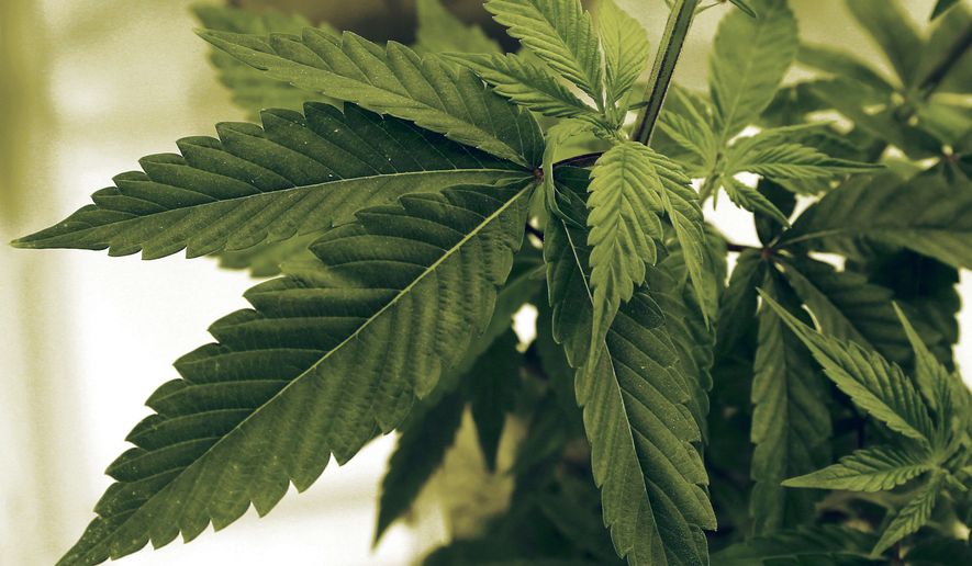 In this June 17, 2015, file photo, marijuana plants grow at LifeLine Labs in Cottage Grove, Minn. (AP Photo/Jim Mone, File)